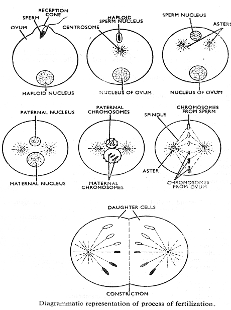 2450_mechanism of fertilization.png